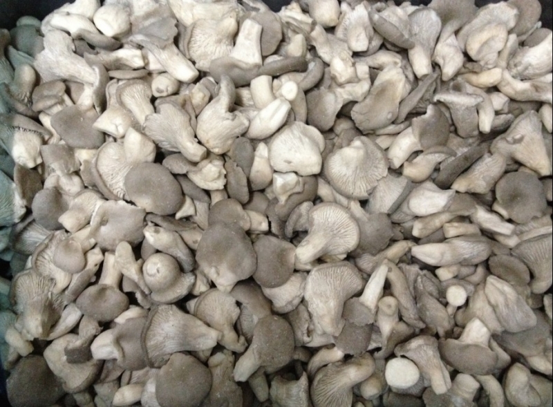 Frozen Oyster Mushroom