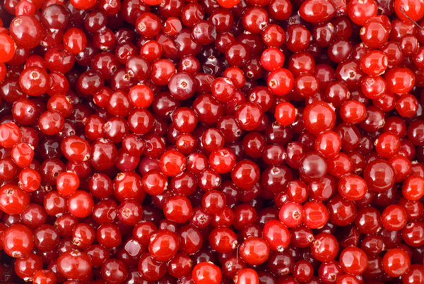 frozen lingonberry